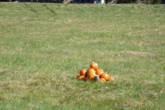 080_target_pumpkin_pile